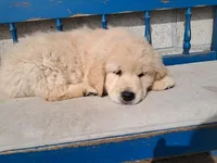 Molly boy, a male Golden Retriever for sale in Connell, WA – Photo 4 of 4