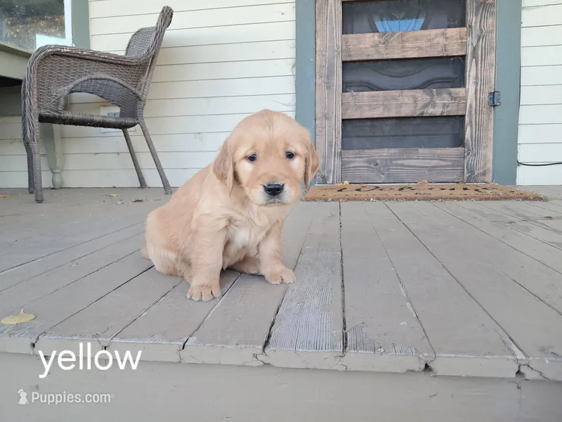 Yellow girl – Golden Retriever puppy for sale in Connell, WA