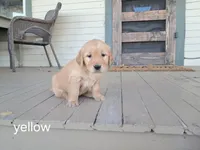 Yellow girl, a female Golden Retriever for sale in Connell, WA – 1 of 2