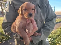 Pink girl, a female Golden Retriever for sale in Connell, WA – 2 of 2