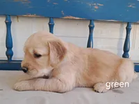 Green boy, a male Golden Retriever for sale in Connell, WA – 2 of 2