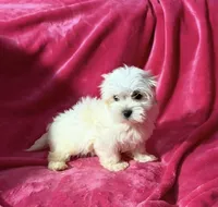 #4, a female Maltipoo for sale in Fontana, CA – Photo 1 of 2