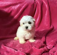#4, a female Maltipoo for sale in Fontana, CA – Photo 2 of 2