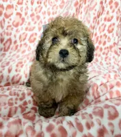 Goldie#1, a female Goldendoodle for sale in Fontana, CA – 3 of 3
