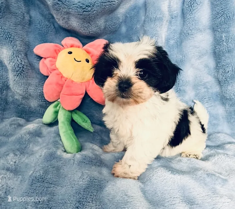 #1 – Shih Tzu puppy for sale in Fontana, CA