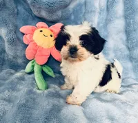 #1, a female Shih Tzu for sale in Fontana, CA – 1 of 3