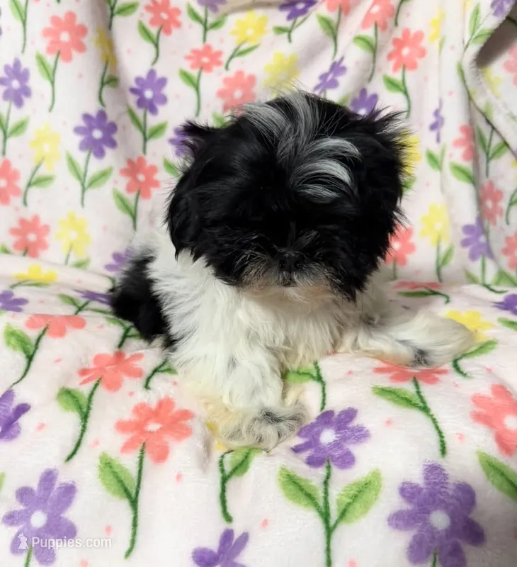 #6 – Shih Tzu puppy for sale in Fontana, CA