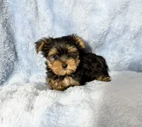 B#1, a male Yorkshire Terrier for sale in Fontana, CA – 2 of 3