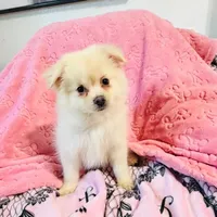 Pom, a female Pomeranian for sale in Fontana, CA – 2 of 2