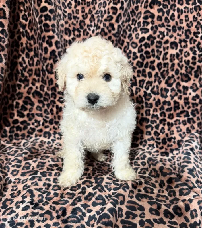 #1  – Poodle - Miniature  puppy for sale in Fontana, CA