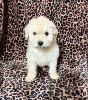 #1 , a male Poodle - Miniature  for sale in Fontana, CA – 1 of 3