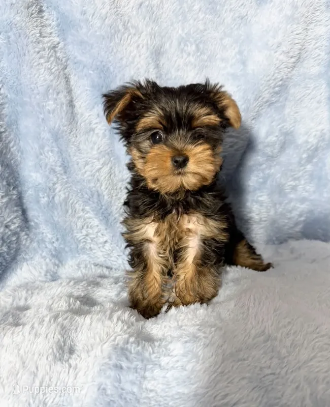 B#1 – Yorkshire Terrier puppy for sale in Fontana, CA
