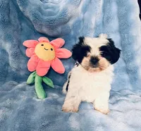 #1, a female Shih Tzu for sale in Fontana, CA – 3 of 3