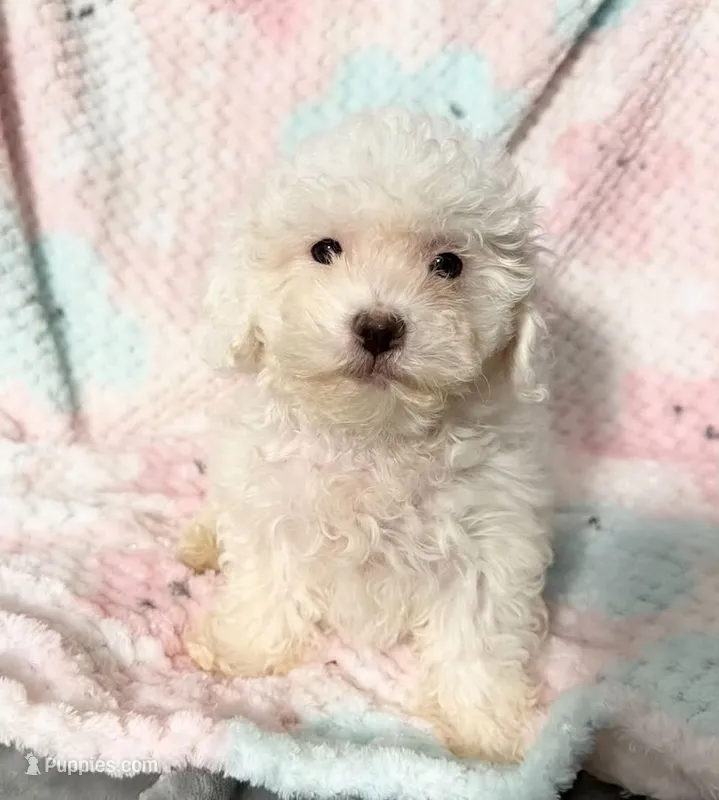 #1 – Poodle - Toy  puppy for sale in Fontana, CA