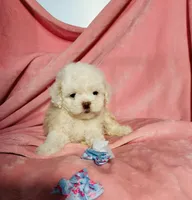 #1, a male Poodle - Toy  for sale in Fontana, CA – Photo 3 of 3