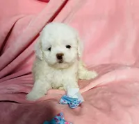 #1, a male Poodle - Toy  for sale in Fontana, CA – Photo 2 of 3
