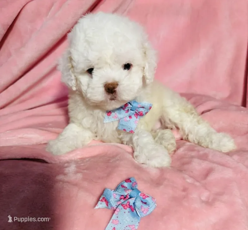 #1 – Poodle - Toy  puppy for sale in Fontana, CA