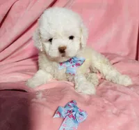 #1, a male Poodle - Toy  for sale in Fontana, CA – Photo 1 of 3