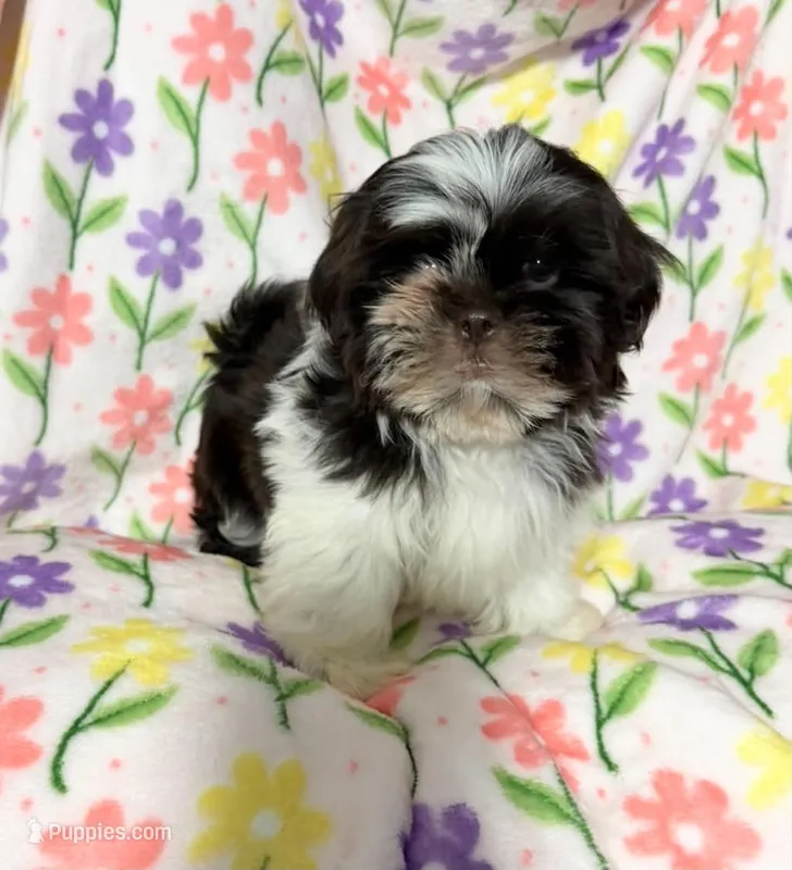 #3 – Shih Tzu puppy for sale in Fontana, CA