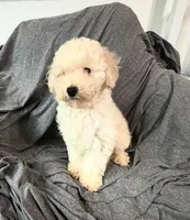 Mini, a male Poodle - Miniature  for sale in Fontana, CA – 2 of 3