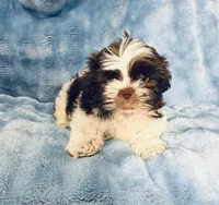 #7, a male Shih Tzu for sale in Fontana, CA – 1 of 1