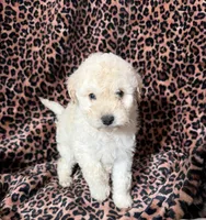 #3, a male Poodle - Miniature  for sale in Fontana, CA – 2 of 3