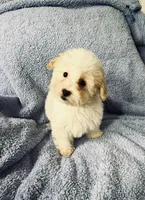 Malti, a male Maltipoo for sale in Fontana, CA – 3 of 3