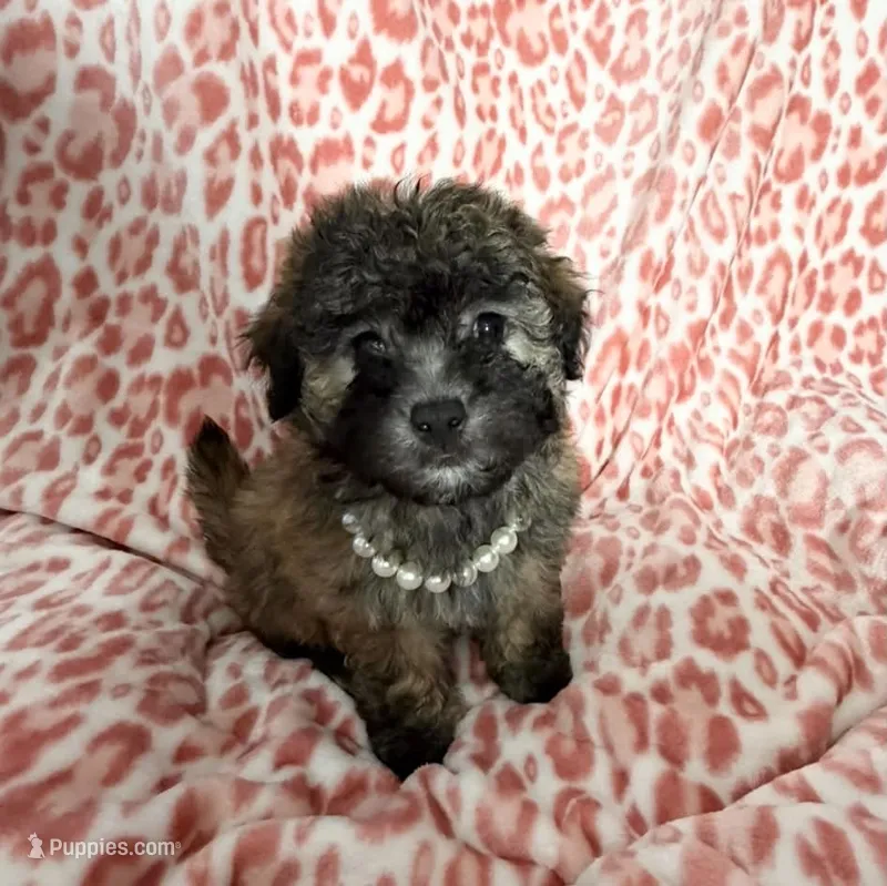 Goldie #2 – Goldendoodle puppy for sale in Fontana, CA