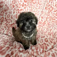 Goldie #2, a female Goldendoodle for sale in Fontana, CA – 1 of 3