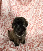 Goldie #2, a female Goldendoodle for sale in Fontana, CA – 2 of 3