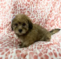 Goldie#1, a female Goldendoodle for sale in Fontana, CA – 2 of 3