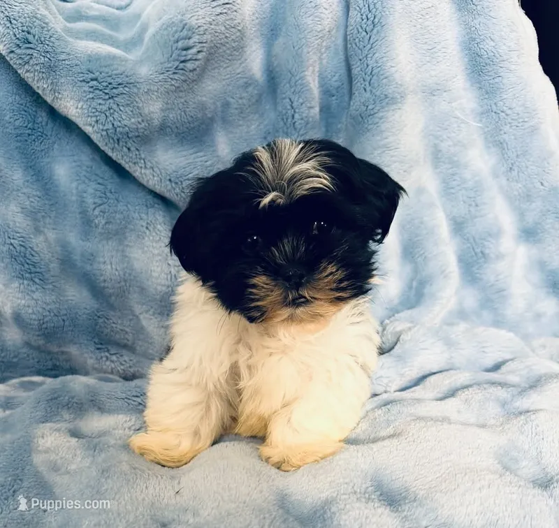 #2 – Shih Tzu puppy for sale in Fontana, CA