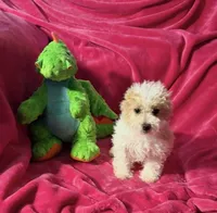 #2, a male Maltipoo for sale in Fontana, CA – Photo 1 of 3
