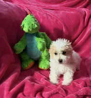 #2, a male Maltipoo for sale in Fontana, CA – Photo 2 of 3