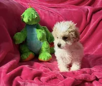 #2, a male Maltipoo for sale in Fontana, CA – Photo 3 of 3
