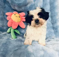 #1, a female Shih Tzu for sale in Fontana, CA – 2 of 3
