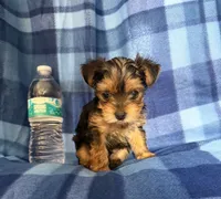 #1, a male Yorkshire Terrier for sale in Fontana, CA – 1 of 3