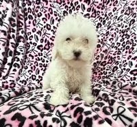 #1, a female Poodle - Toy  for sale in Fontana, CA – 3 of 3