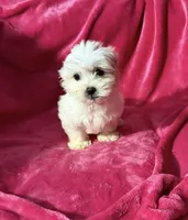 #3, a female Maltipoo for sale in Fontana, CA – Photo 2 of 3