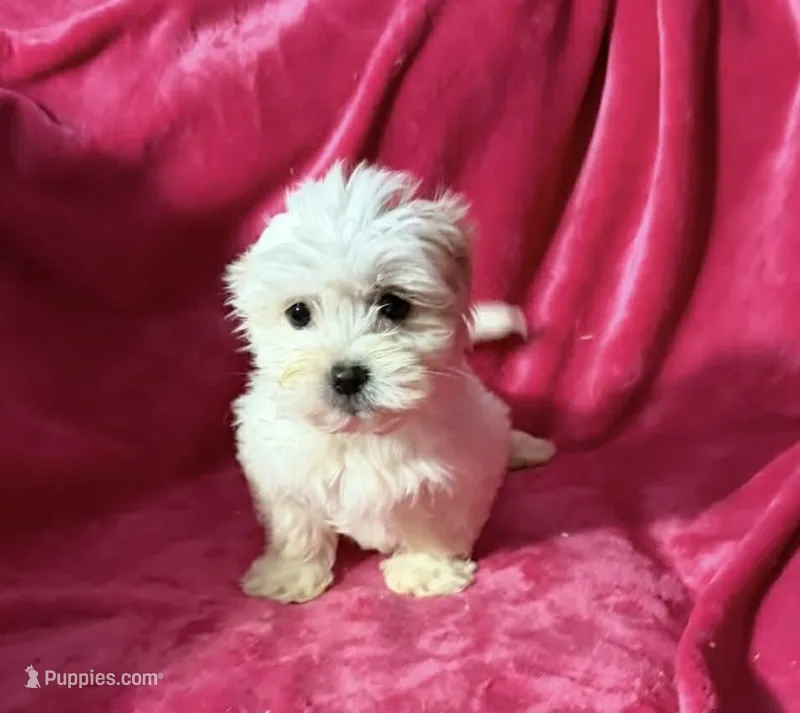 #3 – Maltipoo puppy for sale in Fontana, CA