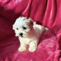 #3, a female Maltipoo for sale in Fontana, CA – Photo 3 of 3