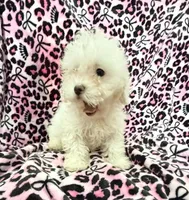 #1, a female Poodle - Toy  for sale in Fontana, CA – 2 of 3