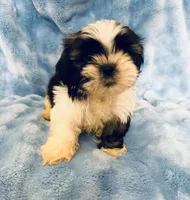 #3, a male Shih Tzu for sale in Fontana, CA – 3 of 3