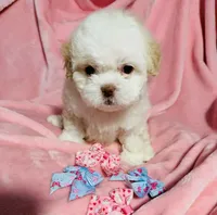 #4, a female Poodle - Toy  for sale in Fontana, CA – Photo 2 of 3
