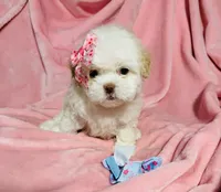 #4, a female Poodle - Toy  for sale in Fontana, CA – Photo 1 of 3