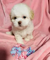 #4, a female Poodle - Toy  for sale in Fontana, CA – Photo 3 of 3