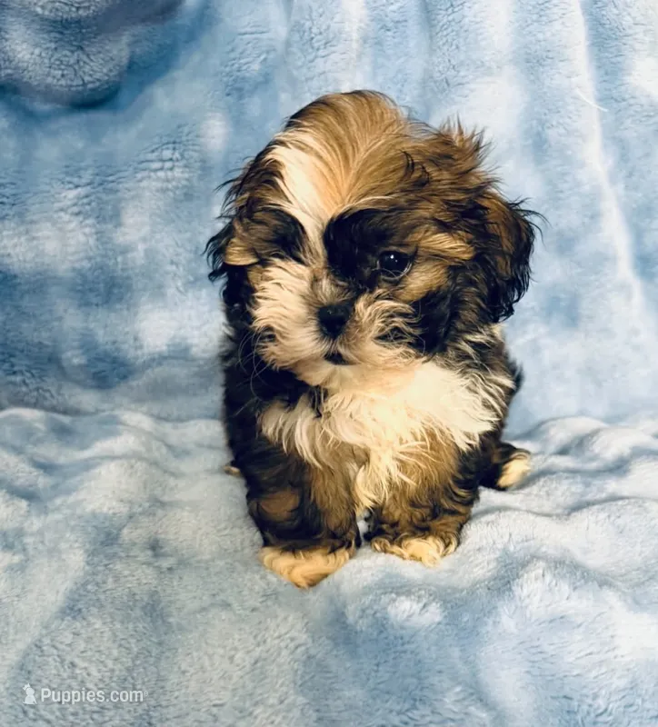 #6 – Shih Tzu puppy for sale in Fontana, CA