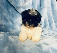 #2, a male Shih Tzu for sale in Fontana, CA – 3 of 3