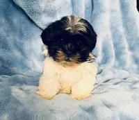 #2, a male Shih Tzu for sale in Fontana, CA – 2 of 3
