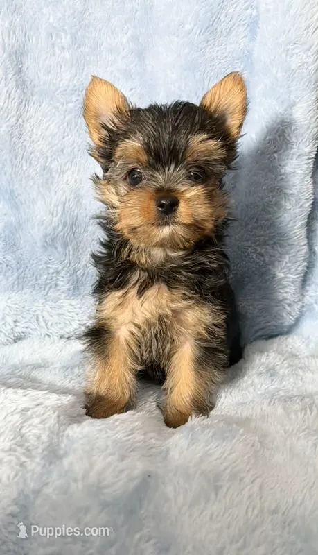 B#2 – Yorkshire Terrier puppy for sale in Fontana, CA